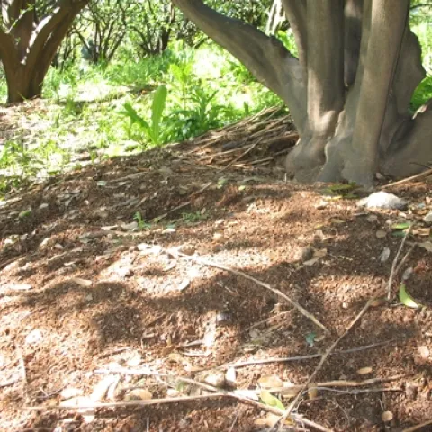 Mulch at Hillcrest Orchard in Penryn on citrus trees.