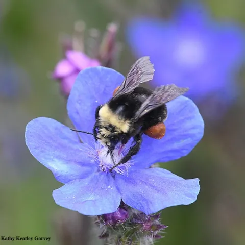 A yellow-faced bumble bee, Bombus vosnesenkii, nectaring on Anchusa azurea, of the borage family. (Photo by Kathy Keatley Garvey)