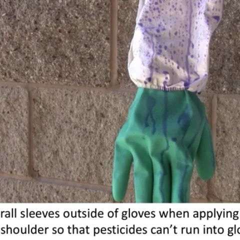 gloves
