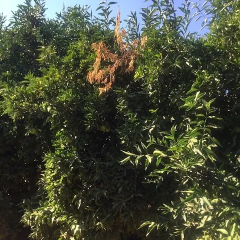 citrus colletotrichum dieback