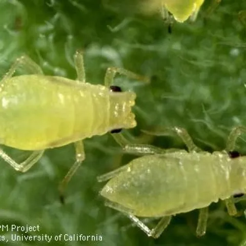 green peach aphid