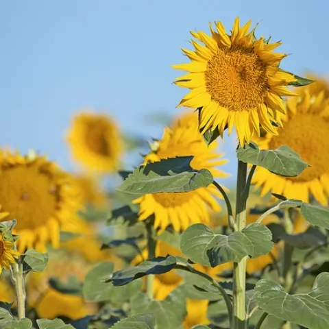 Currently, the majority of California hybrid seed sunflower is grown in the Sacramento Valley.