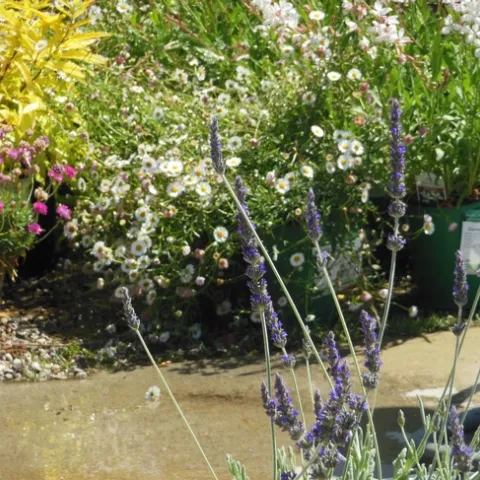 Erigeron karvinskianus aka Santa Barbara Daisy, or Latin American Fleabane, in the backdrop - a sweet addition to the landscape but very tenacious.