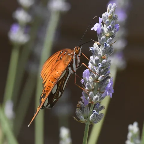 A Gulf Fritillary (Agraulis vanillae) clinging to a lavender stem in Vacaville, Calif. (Photo by Kathy Keatley Garvey)