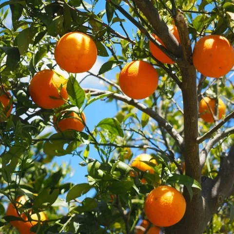 Oranges
