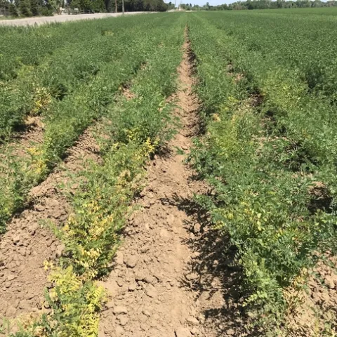 Fusarium root rot in a garbanzo field in the Sacramento Valley, 2018.
