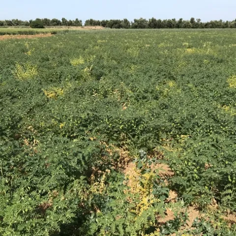 Garbanzo field infected with alfalfa mosaic virus.