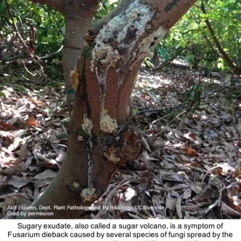 fusarium dieback avocdo