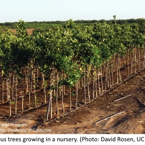 Young citrus trees growing in a nursery.