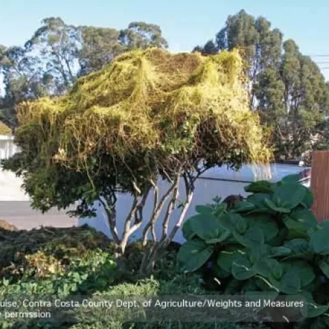 Spaghettilike stems of Japanese dodder growing on a tree. (Credit: Vince Guise)