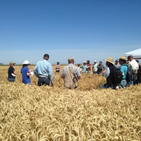 June 5, 2018 Small Grains and Soil Health Meeting on Staten Island in San Joaquin County. Photo courtesy of Mark Lundy.