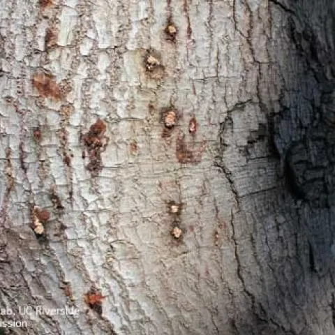 Discolored patches on bark from polyphagous shot hole borer adults boring into a tree trunk. (Credit: Akif Eskalen Lab, UC Riverside)