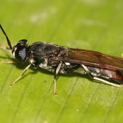 Black Soldier Fly Photo: Muhammad Mahdi Karim