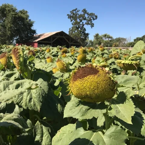 Sunburn damage to sunflower