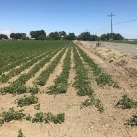 Bean field with soil compaction