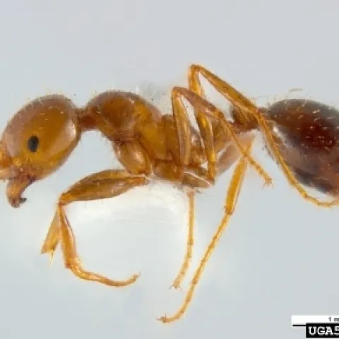 Red imported fire ant. (Credit: Bugwood.org)