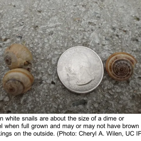 Italian white snails shown next to a quarter.