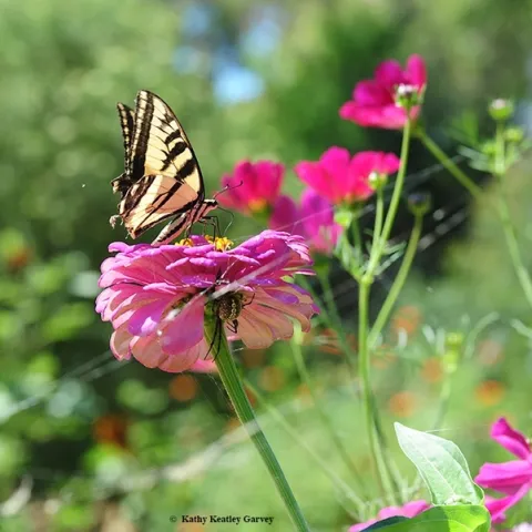 The Western tiger swallowtail, Papilio rutulis, was a frequent visitor to the Häagen-Dazs Honey Bee Haven during the early years. Note the spider lurking beneath the zinnia blossom. (Photo by Kathy Keatley Garvey)