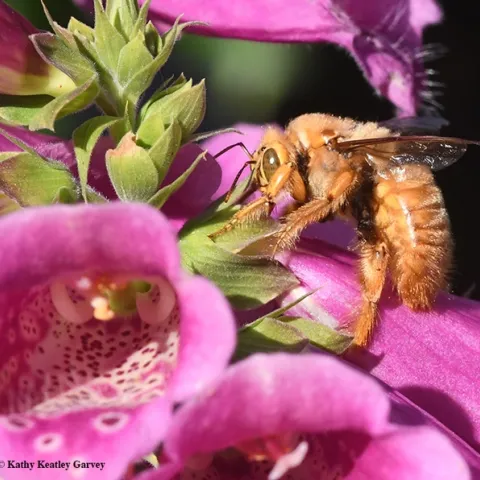 Meet Mr. Teddy Bear, a green-eyed blond trying to nourish himself on foxglove nectar. (Photo by Kathy Keatley Garvey)