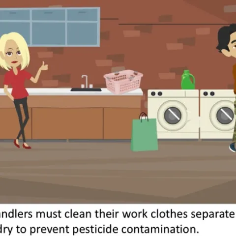 Pesticide handlers must clean their work clothes separate from the family laundry to prevent pesticide contamination.