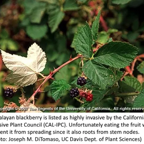 Himalayan blackberry