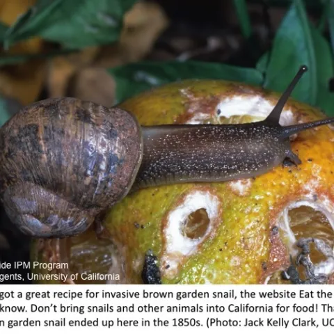 Brown Garden Snail