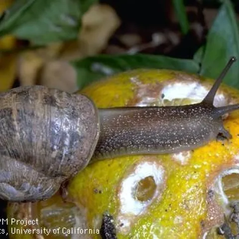 If you've got a great recipe for invasive brown garden snail, the webiste Eat the Invaders wants to know! Don't bring snails and other animals into California for food. That's how the brown garden snail ended up here in the 1850's. (Credit: Jack Kelly Clark)