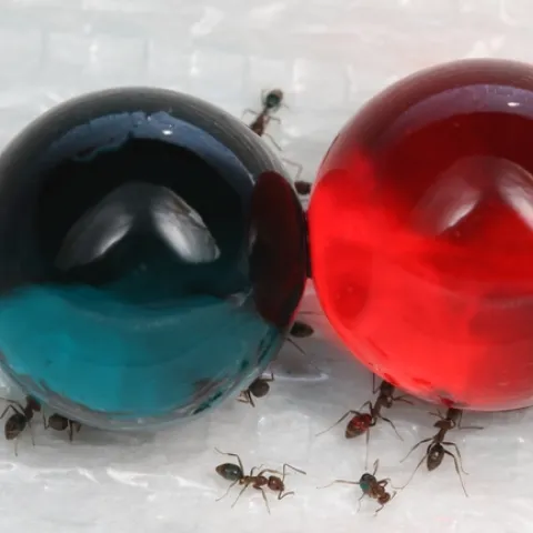 Fig 1. Argentine ants feeding on green or red hydrogels to demonstrate liquid bait uptake.