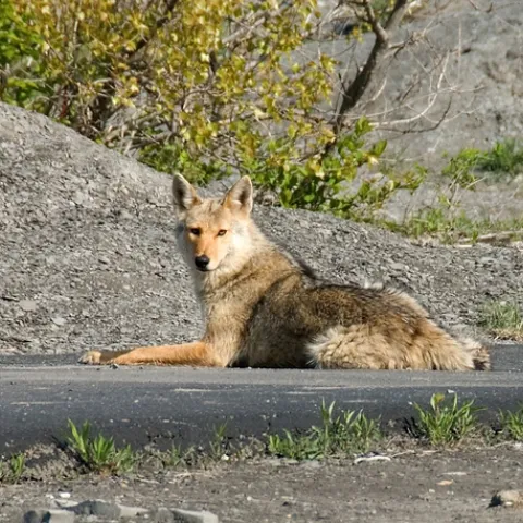 Urban coyote on pathway. (Credit: PxHere.com)