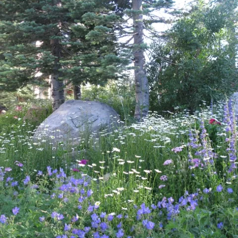 Large patches of the same flower are best.