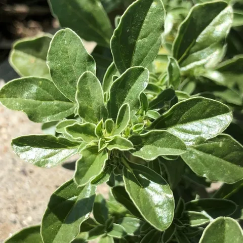 Prostrate pigweed leaves 2