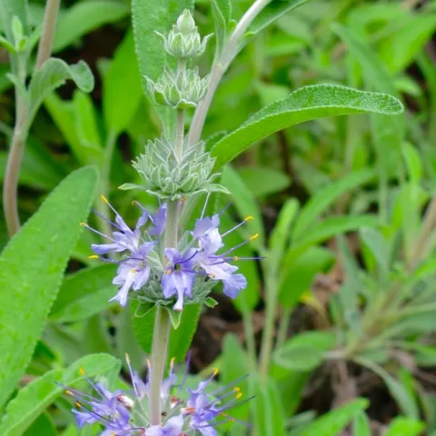 Salvia Bee's Bliss flower[15380]