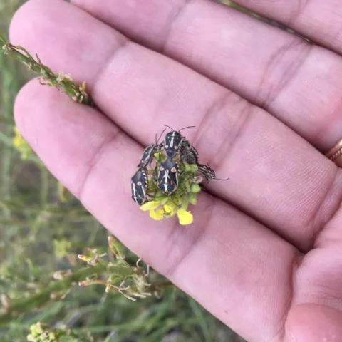 Figure 1. Bagrada bugs mating on shortpod mustard
