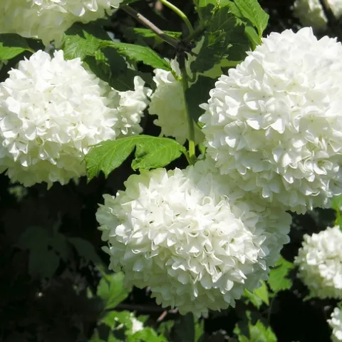 Viburnum opulus (snowball viburnum)