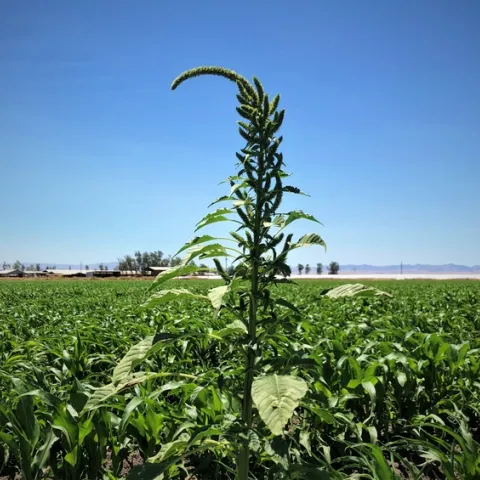 Palmer amaranth flower head