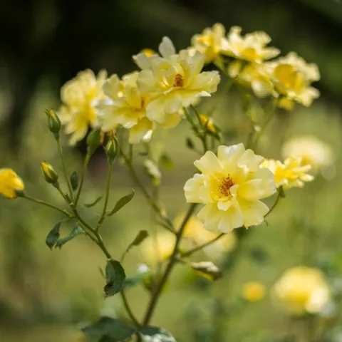 Yellow Wild Rose Bush Background-178