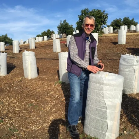 Mark Gaskell checks young coffee plants, wrapped to protect them from cold and wind, that pop singer Jason Mraz has interplanted with avocado trees in San Diego County.