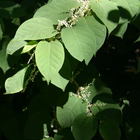 Japanese knotweed branch