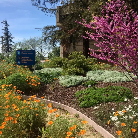 Berger Native Garden, by Rebecca Schoenenberger
