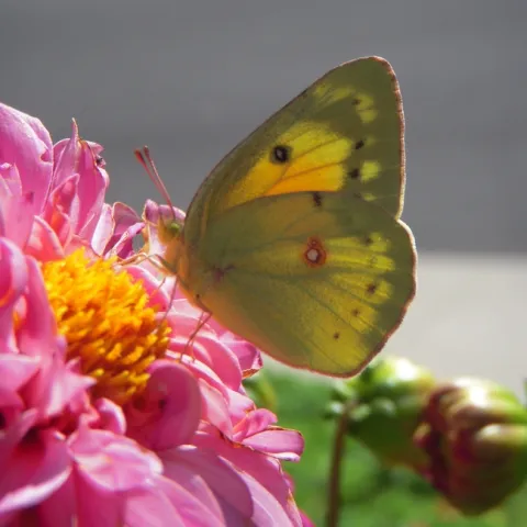 Dahlia visitor. (photo by Launa Herrmann)