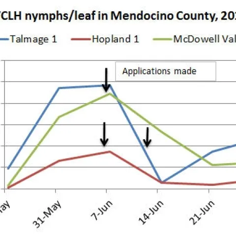 June 28 VCLH nymphs per leaf