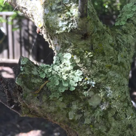 lichen covered trumk