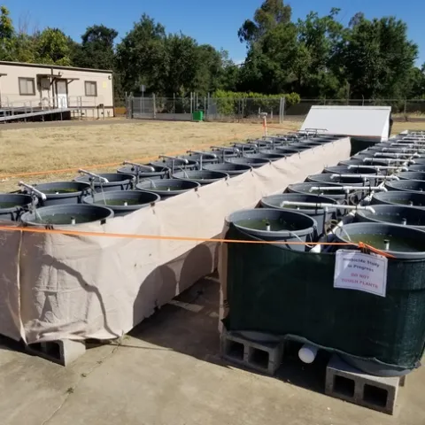 Brazilian waterweed (Egeria densa) growing in a 40-gallon mesocosm at the USDA Aquatic Weed Research Facility, Davis. Photo by Christy Morgan, USDA.