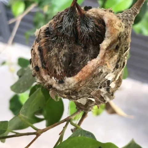 Allens hummingbird nestlings