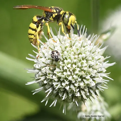A crabronid wasp or beewolf foraging on a pineapple sea lily (Eryngium horridum) at the Morningsun Herb Farm, Vacaville, Calif. (Photo by Kathy Keatley Garvey)
