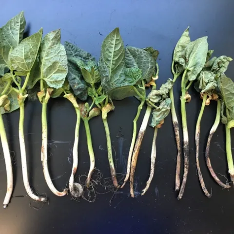 Figure 1. Lima bean root and crown rot.