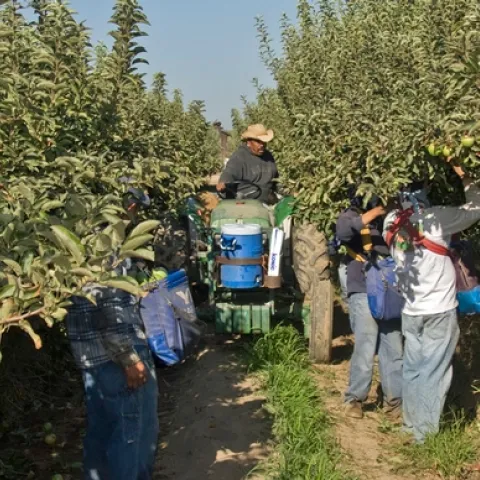 For the 2018 ASABE Student Robotics Challenge, teams will simulate the mechanical harvest and storage of apples.