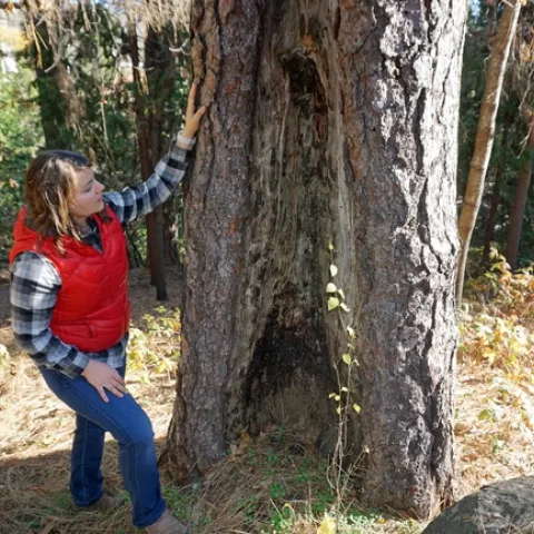 UCCE forest and fire advisor Kate Wilkin examines a tree with an old fire scar.