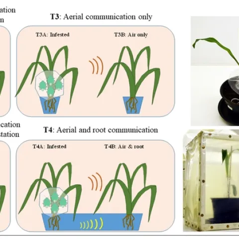 An illustration of plant-plant communication by the Christian Nansen lab, in the Plant Methods journal