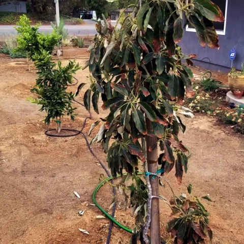 citrus and avocado trees are stressed by summer heat